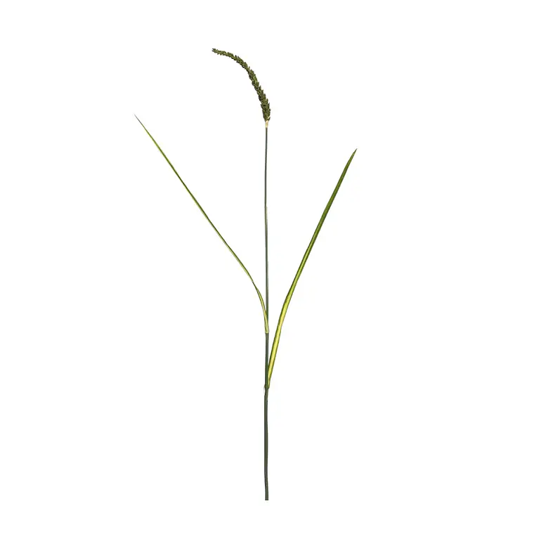 RAMA WHEAT SPRAY (100H CM) 1
