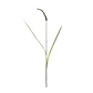RAMA WHEAT SPRAY (100H CM) - Miniatura 1