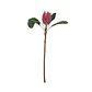 RAMA FLOR PROTEA ROSADA M (51H CM) - Miniatura 1