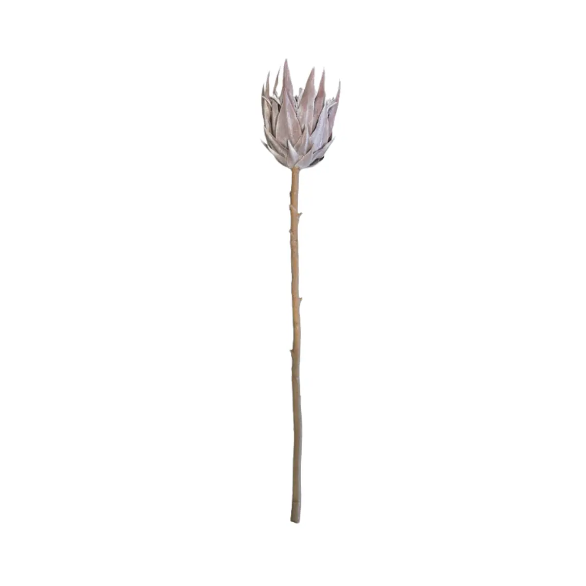 RAMAS Y FLORES - PROTEA SECA (51H CM) 1