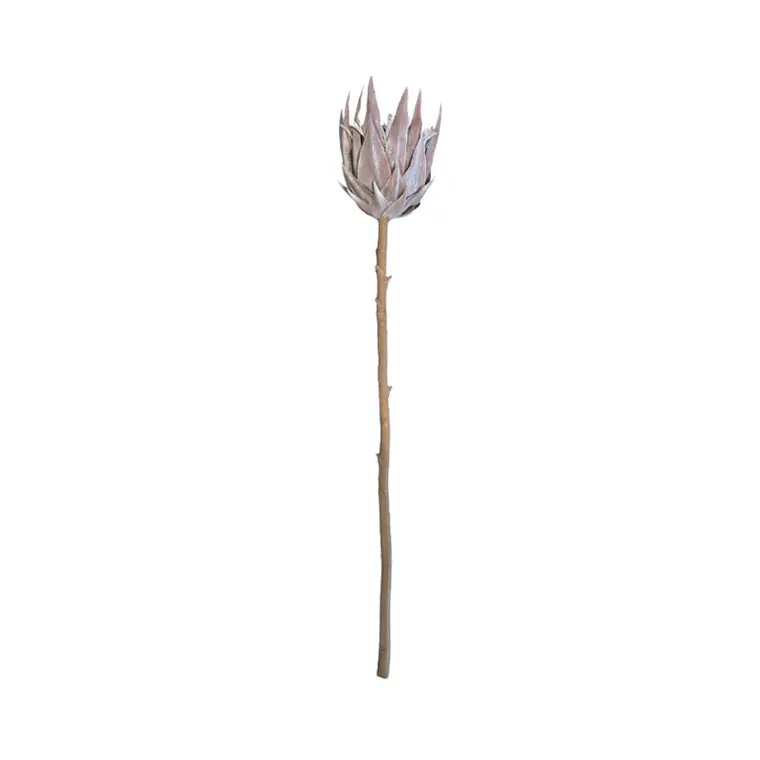 RAMAS Y FLORES - PROTEA SECA (51H CM) 1