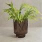 RAMAS Y FLORES - HELECHO TROPICAL (53H CM) - Miniatura 2