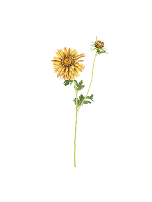 RAMA MARGARITAS OCRE (70H CM)