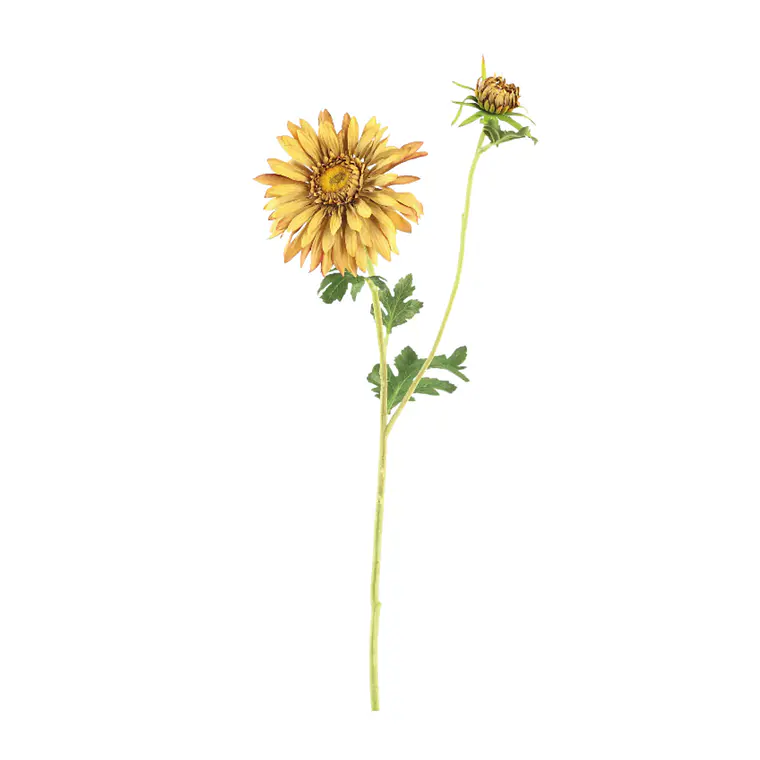 RAMA MARGARITAS OCRE (70H CM) 1