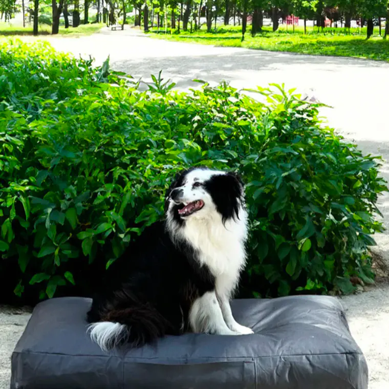 CAMA MASCOTAS LONA PUF - GRIS OSCURO S-M (60 × 80CM) 4