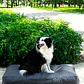 CAMA MASCOTAS LONA PUF - GRIS OSCURO S-M (60 × 80CM) - Miniatura 4