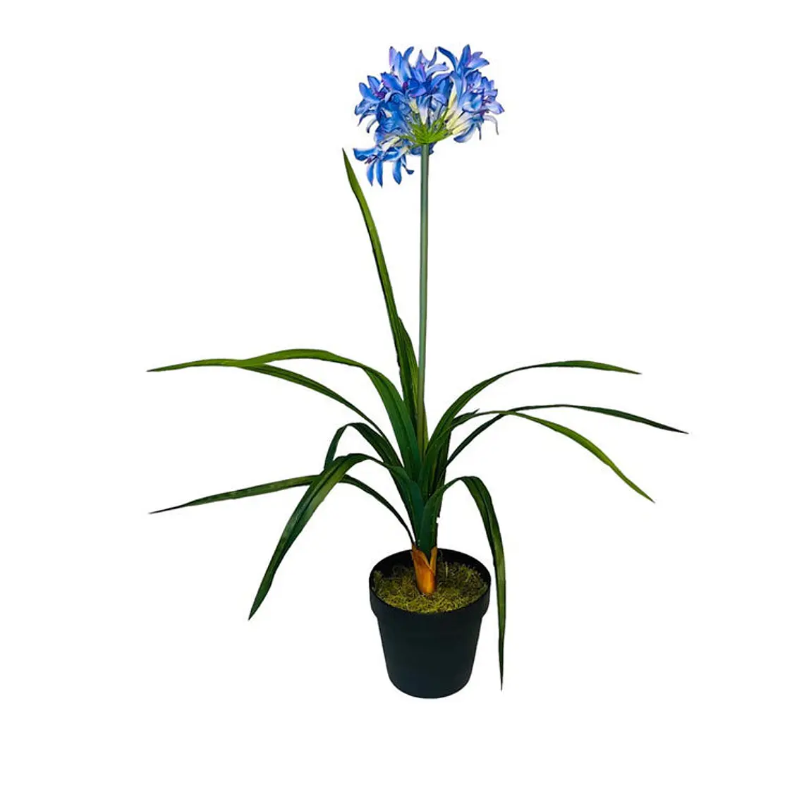 NARCISO MORADO (80 CM) 1