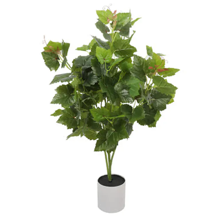 PLANTA DE LA VID (75 CM) 1