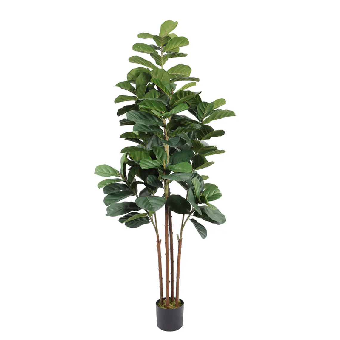 FICUS LYRATA CON PROTECCIÓN UV (180 CM) 1