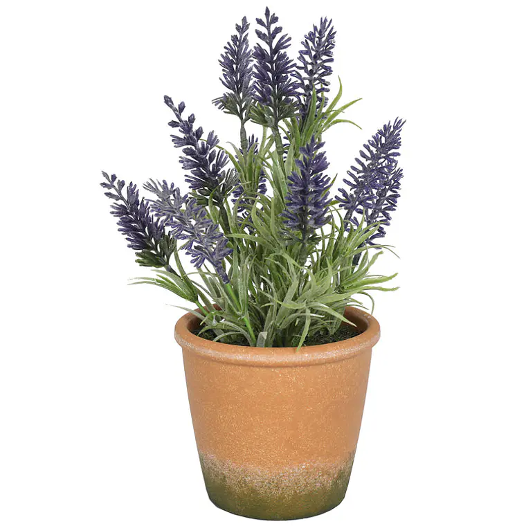 MINI LAVANDA MORADA CON MACETERO (25 CM) 1