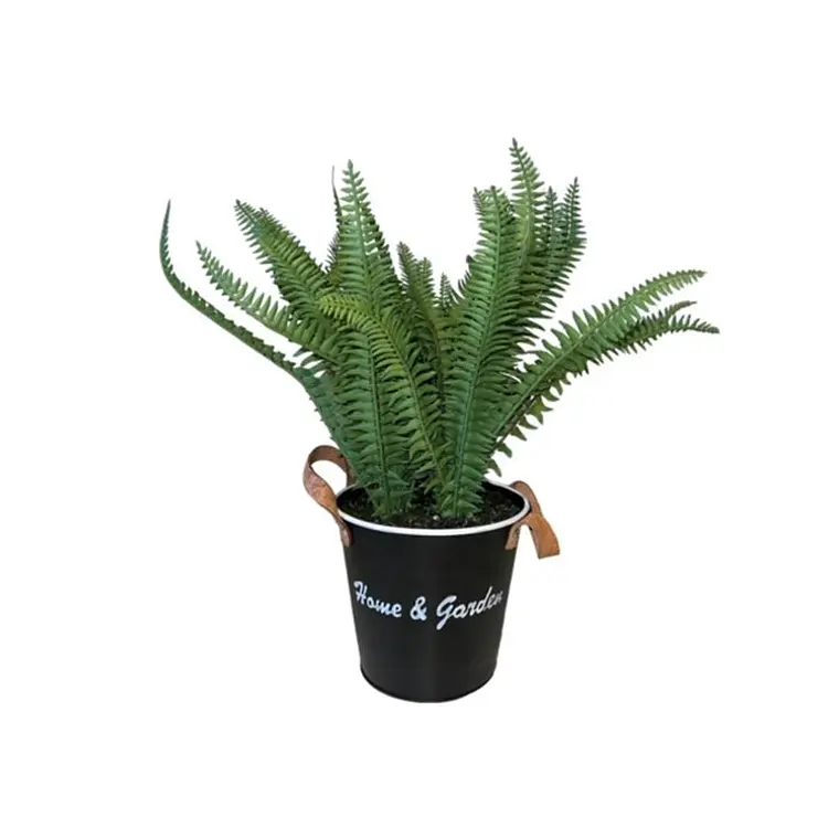 HELECHO CON MACETERO (30 CM) 1