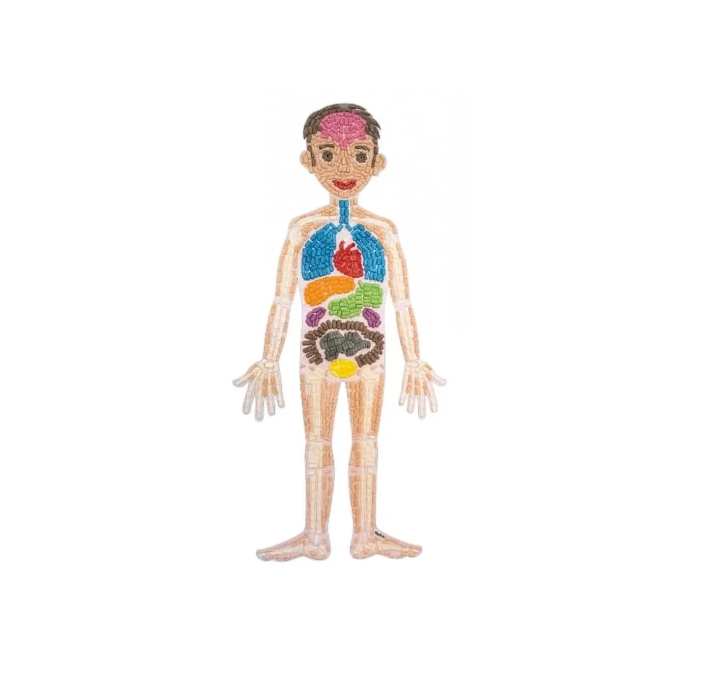 Playmais Anatomy puzzle 