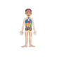 Playmais Anatomy puzzle 