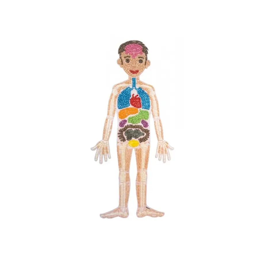 Playmais Anatomy puzzle 