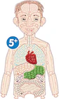 Playmais Anatomy puzzle 