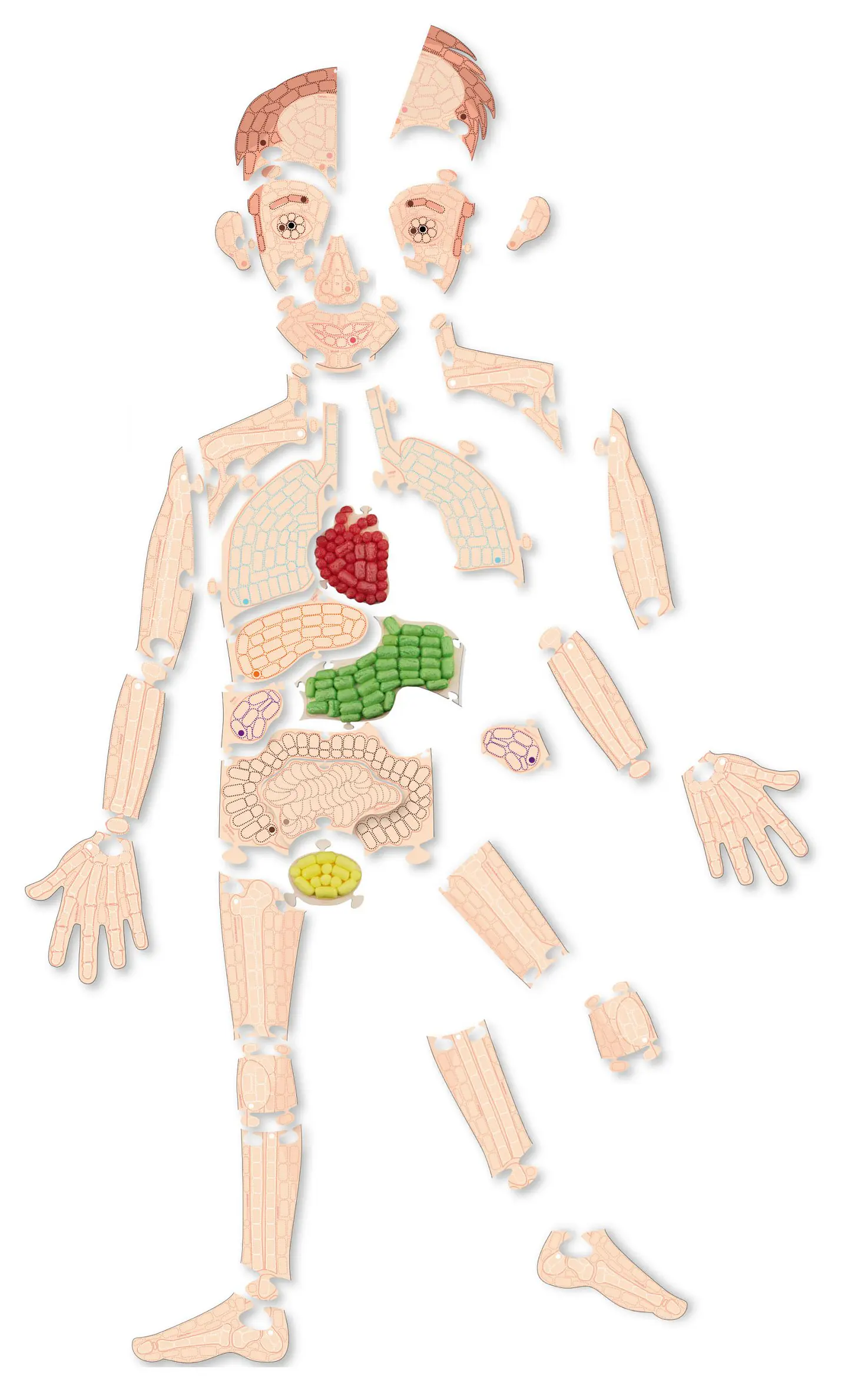 Playmais Anatomy puzzle 