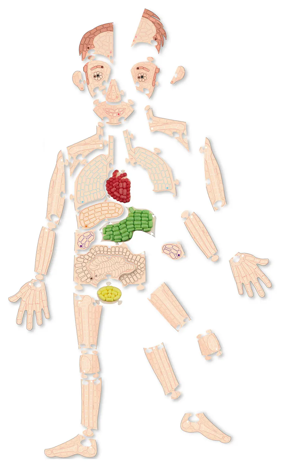 Playmais Anatomy puzzle 