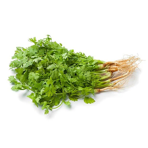 Cilantro