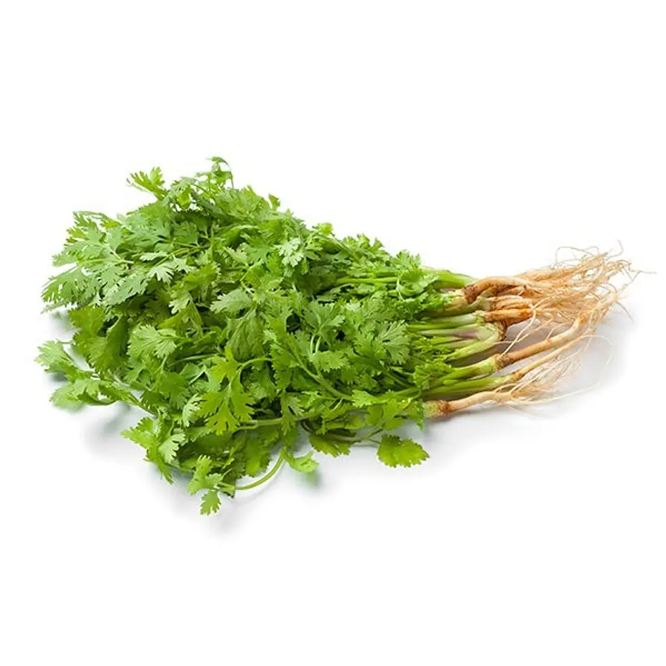 Cilantro 1