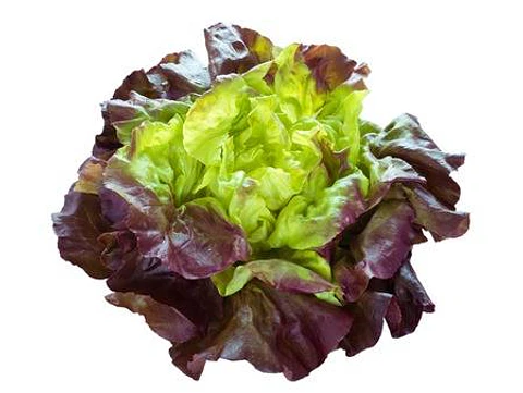 Lechuga Francesa