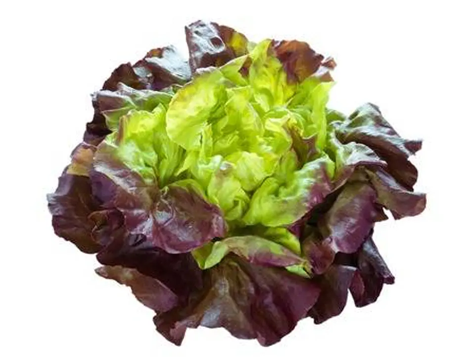 Lechuga Francesa 1