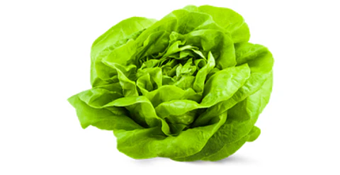 Lechuga Española