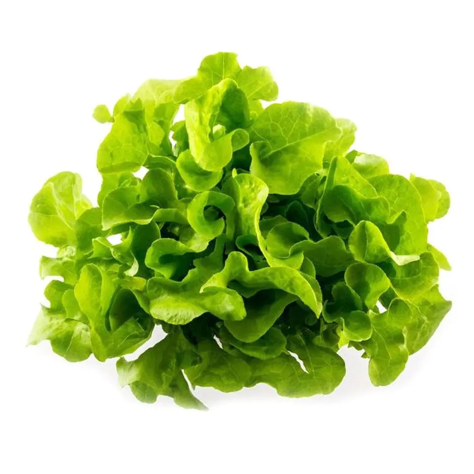 Lechuga Hidroponica 1