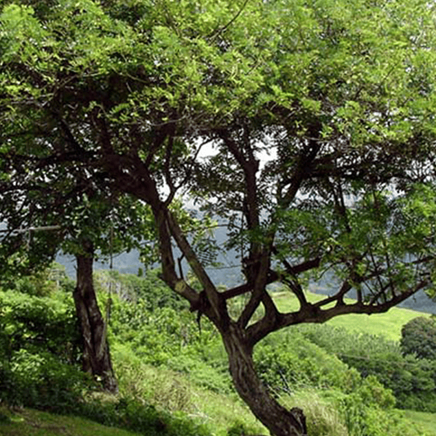 Maderas para ahumar