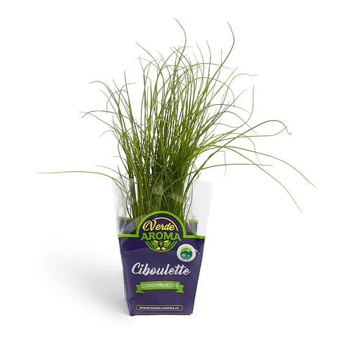 Organic Ciboulette by unit