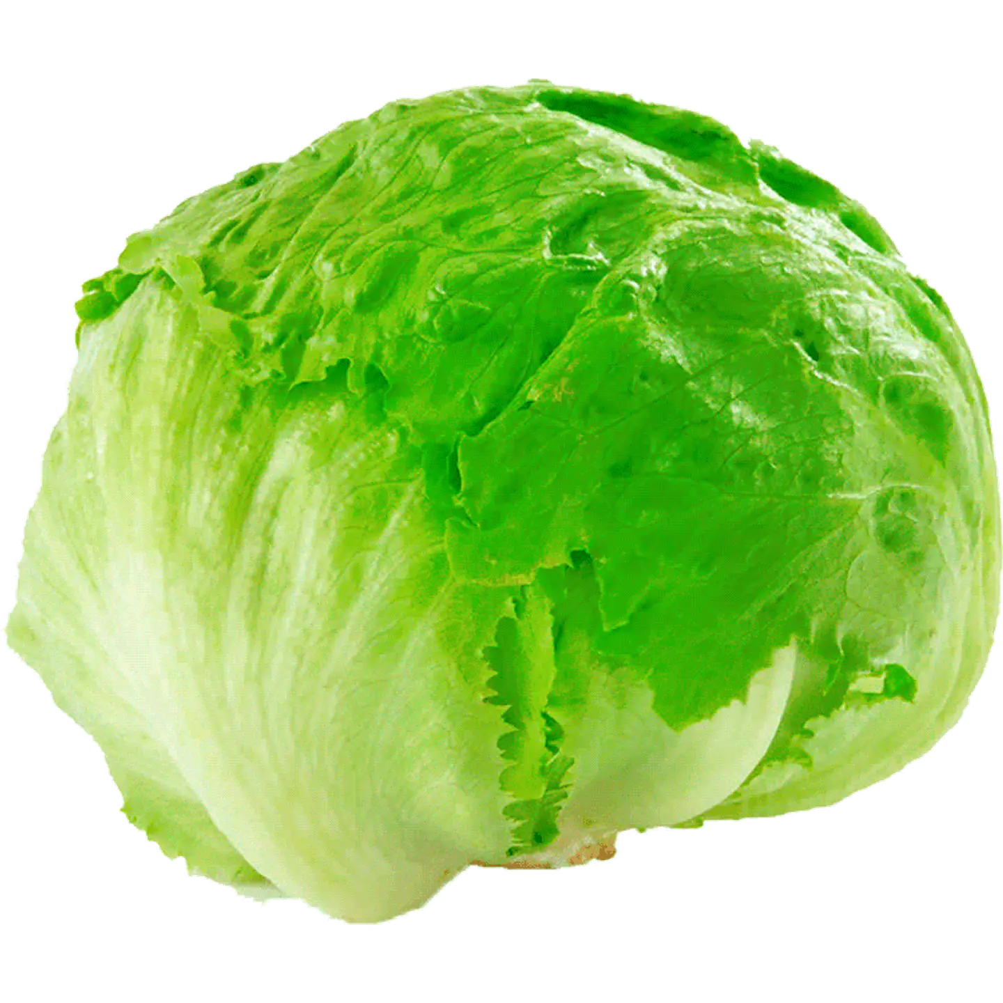 Lettuce escarole by unit 1