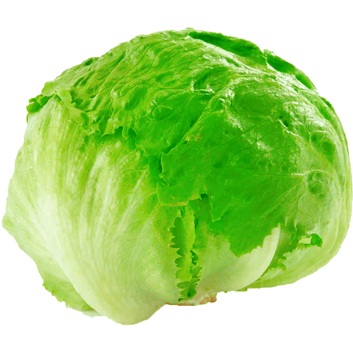 Lettuce escarola by unit 1