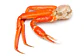 Fresh Cooked Snow Crab Clusters - Miniatura 2