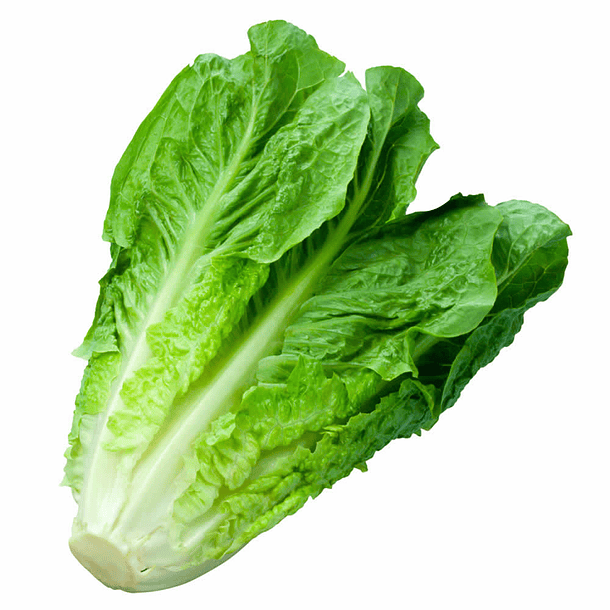 Lettuce costina by unit