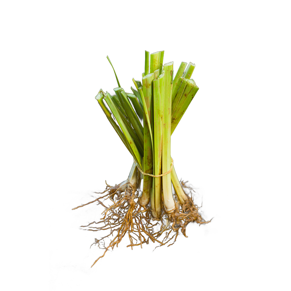 Vetiver (Chrysopogon zizanioides/Vetiveria zizanioides)