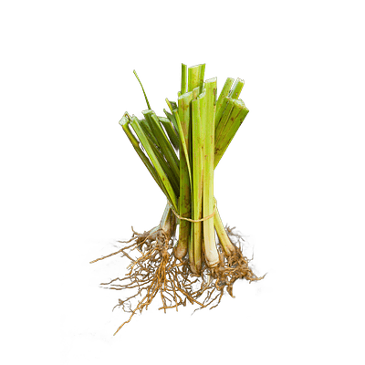 Vetiver (Chrysopogon zizanioides/Vetiveria zizanioides)