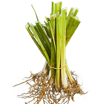 Vetiver (Chrysopogon zizanioides/Vetiveria zizanioides)