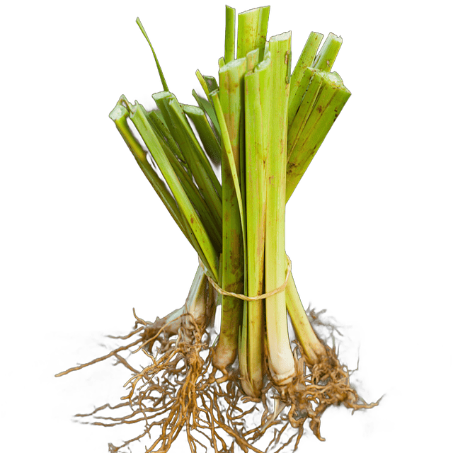 Vetiver (Chrysopogon zizanioides/Vetiveria zizanioides)