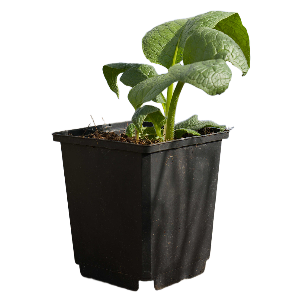 Consolda (Symphytum × uplandicum 'Bocking 14')