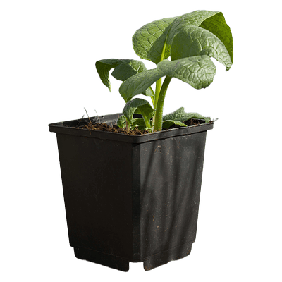 Comfrey (Symphytum × uplandicum 'Bocking 14')