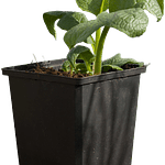 Consolda (Symphytum × uplandicum 'Bocking 14')