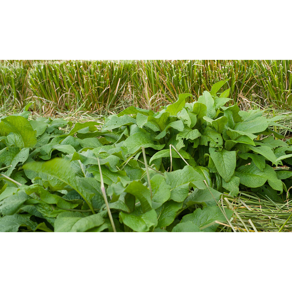 Consolda (Symphytum × uplandicum 'Bocking 14')