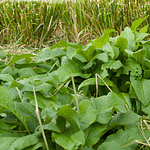 Consolda (Symphytum × uplandicum 'Bocking 14')