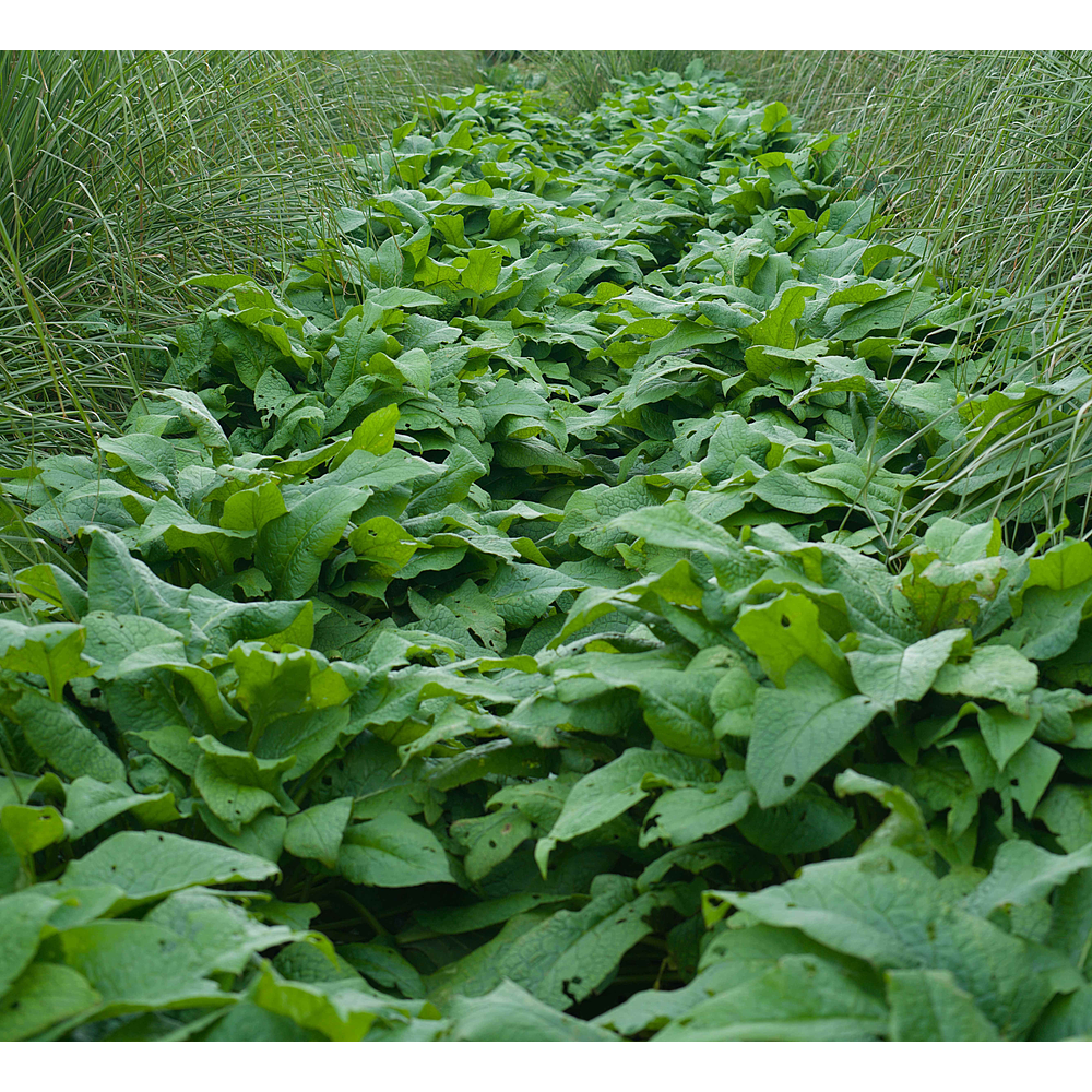 Consolda (Symphytum × uplandicum 'Bocking 14')