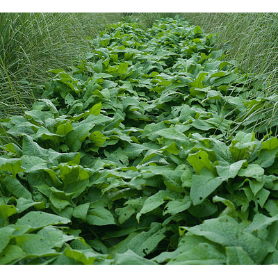 Comfrey (Symphytum × uplandicum 'Bocking 14')