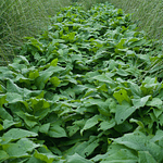 Consolda (Symphytum × uplandicum 'Bocking 14')