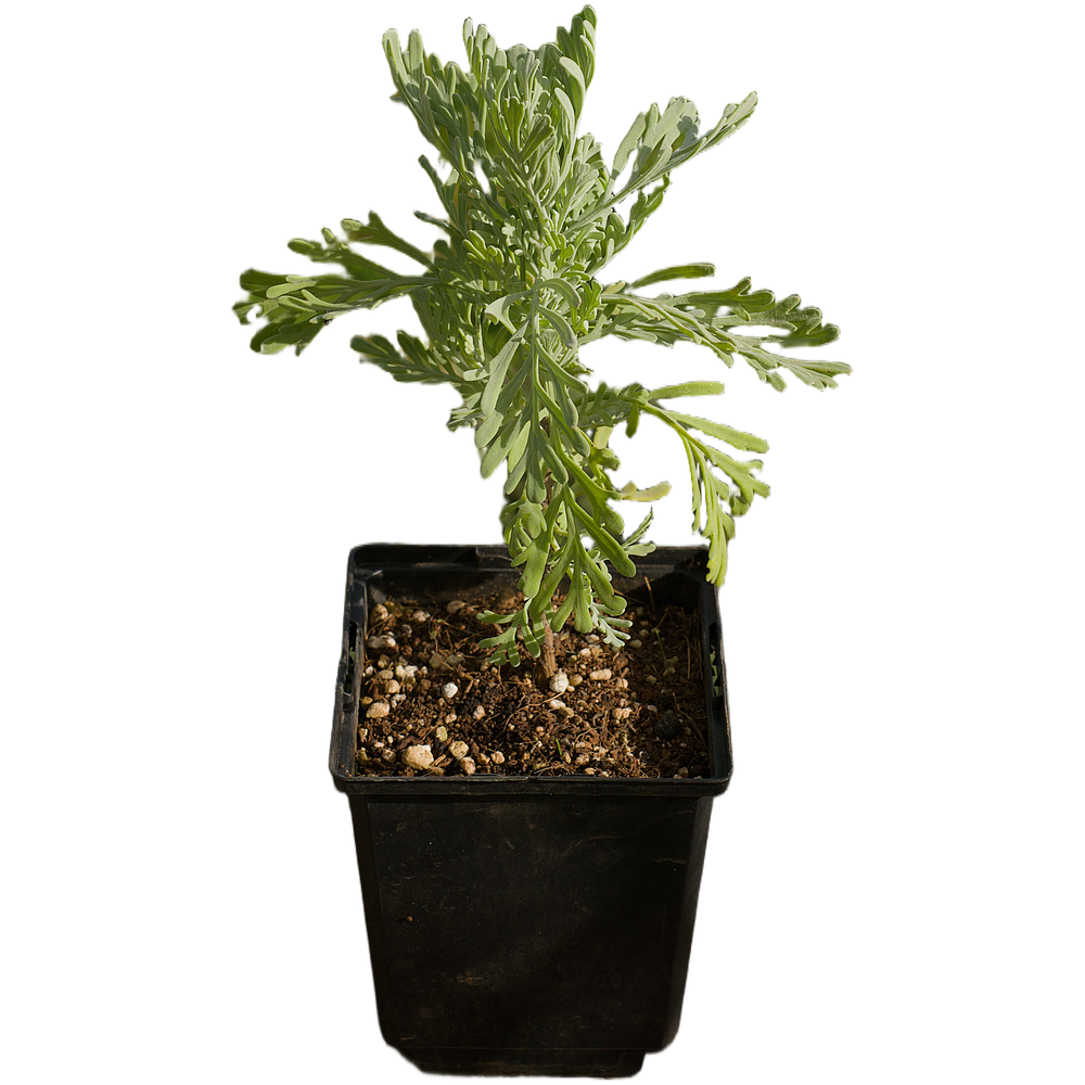 Alfazema da Madeira (Lavandula pinnata)