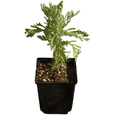 Madeira/Fern Leaf Lavender (Lavandula pinnata)