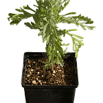 Alfazema da Madeira (Lavandula pinnata)