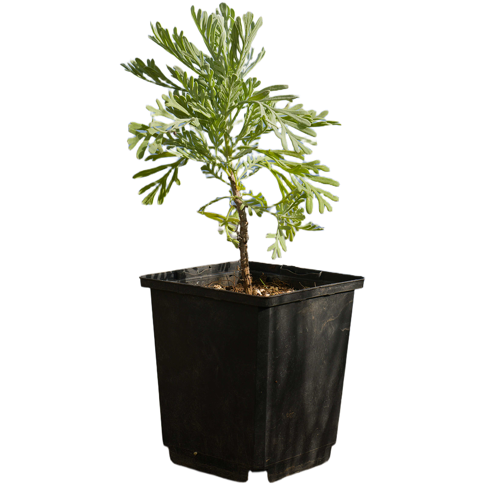 Alfazema da Madeira (Lavandula pinnata)