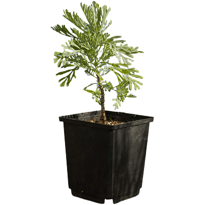 Madeira/Fern Leaf Lavender (Lavandula pinnata)